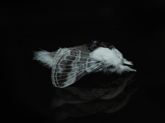 Tolype velleda