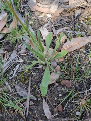 Craspedia variabilis