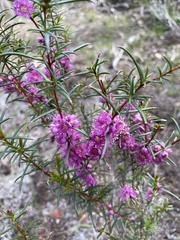 Hypocalymma robustum