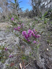 Hypocalymma robustum