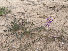 Swainsona microphylla