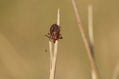 Amblyomma