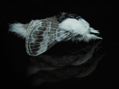 Tolype velleda