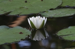 Nymphaea odorata