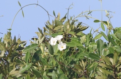 Rhabdadenia biflora