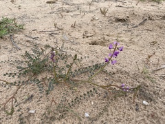 Swainsona microphylla