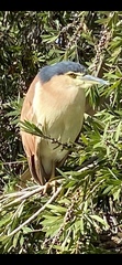 Nycticorax caledonicus
