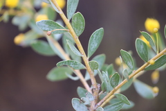 Acacia melleodora