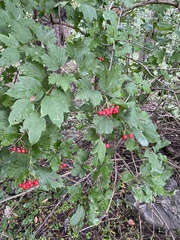 Viburnum opulus americanum