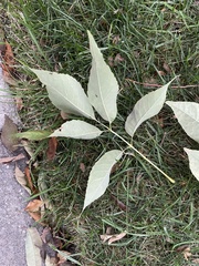 Fraxinus americana