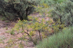 Acacia melleodora