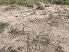 Swainsona microphylla