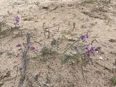 Swainsona microphylla