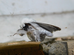 Tolype velleda
