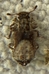 Zopheridae