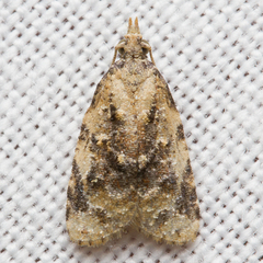 Platynota exasperatana