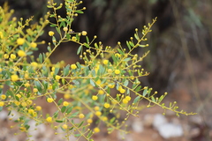 Acacia melleodora