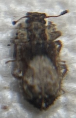 Zopheridae