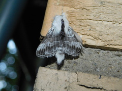 Tolype velleda