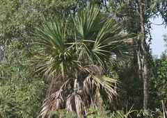 Sabal maritima
