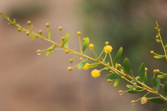 Acacia melleodora