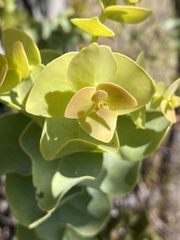 Dendrophthoe homoplastica