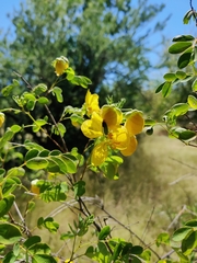 Senna pallida
