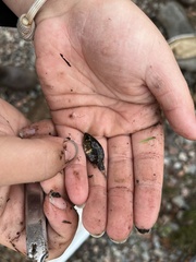 Ambloplites rupestris