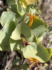 Dendrophthoe homoplastica