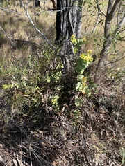 Dendrophthoe homoplastica