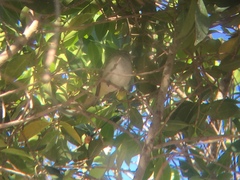 Vireo olivaceus