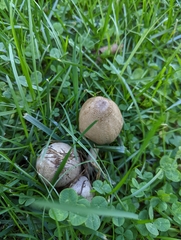 Coprinopsis romagnesiana