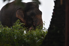 Elephas maximus borneensis