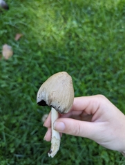 Coprinopsis romagnesiana