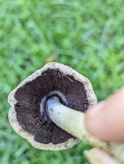 Coprinopsis romagnesiana