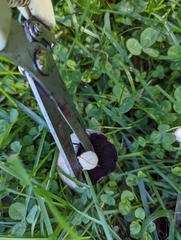 Coprinopsis romagnesiana