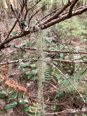 Alectoria sarmentosa