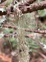 Alectoria sarmentosa