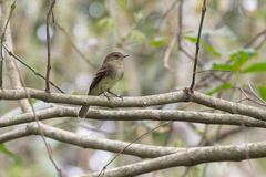 Cnemotriccus fuscatus