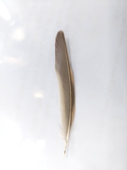 Passer montanus malaccensis