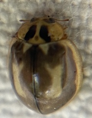 Harmonia antipoda
