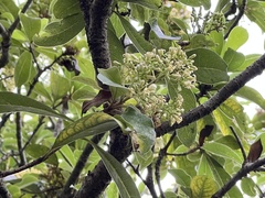 Pittosporum pentandrum