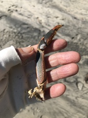 Panulirus interruptus