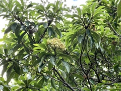 Pittosporum pentandrum