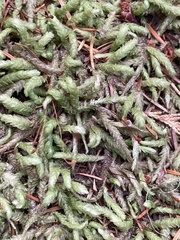 Plagiothecium undulatum