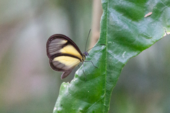 Pteronymia euritea
