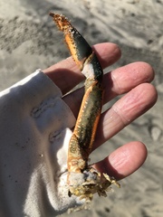 Panulirus interruptus