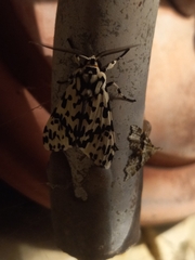 Galethalea portoricensis