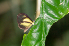 Pteronymia euritea