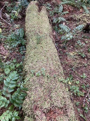 Plagiothecium undulatum